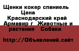 Щенки кокер спаниель › Цена ­ 5 000 - Краснодарский край, Армавир г. Животные и растения » Собаки   